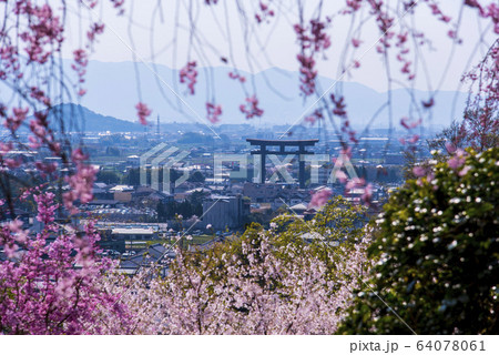 大神神社からの桜井市街と桜の写真素材