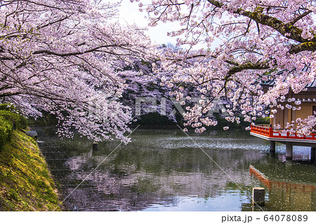 春の安倍文殊院金閣浮御堂 64078089