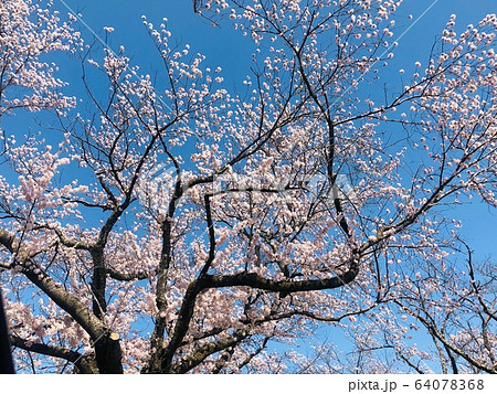 被災地の桜 64078368