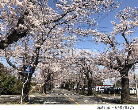 被災地の桜 被災地の桜 64078378