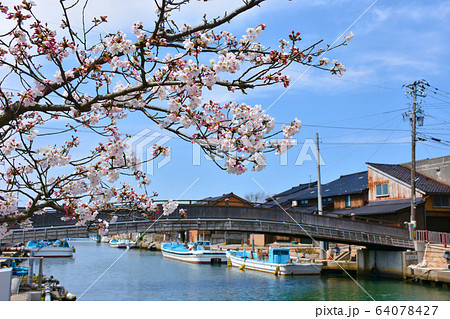 新湊 内川の水路 中新橋 桜 新湊 内川の水路 中新橋 桜 64078427