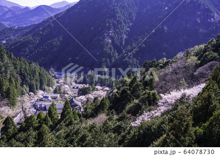 （山梨県）身延山・ロープウェイから見る、桜に包まれた久遠寺 64078730