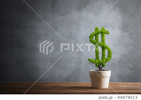 Concept of investment income and growth with money tree in pot Concept of investment income and growth with money tree in pot 64079013