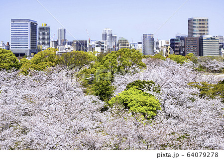 桜満開の舞鶴公園　福岡 64079278