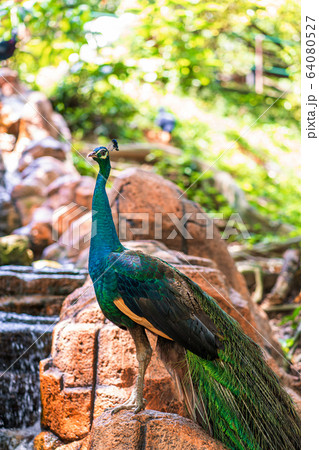 Peacock walks near the waterfall. Beautiful Peacock walks near the waterfall. Beautiful 64080527