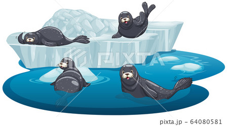 Isolated picture of seals on iceのイラスト素材 [64080581] - PIXTA