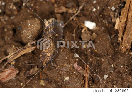 生き物　昆虫　クロサンカクモンヒメハマキ、二センチ程の地味なガ。春から初夏に見られます 64080662