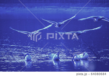 白鳥　ブルー飛行 64080684