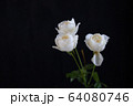 白バラ 64080746