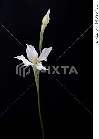 トリステス　グラジオラス 64080751