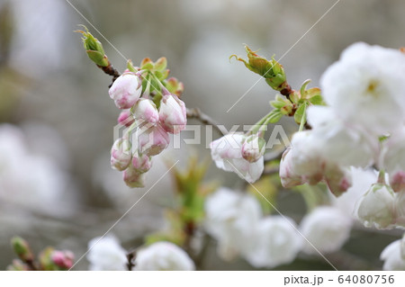 八重桜のつぼみ 八重桜のつぼみ 64080756