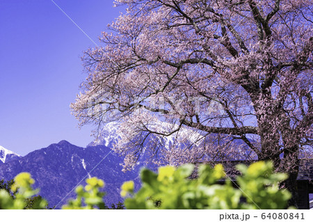 (山梨県)名の無い一本桜 (山梨県)名の無い一本桜 64080841