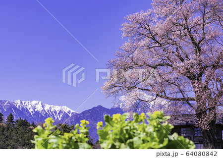 (山梨県)名の無い一本桜 (山梨県)名の無い一本桜 64080842