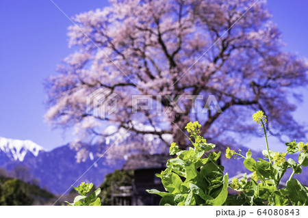 (山梨県)名の無い一本桜 (山梨県)名の無い一本桜 64080843