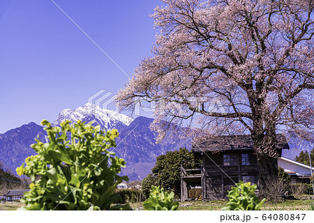 (山梨県)名の無い一本桜 (山梨県)名の無い一本桜 64080847