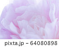 芍薬 64080898