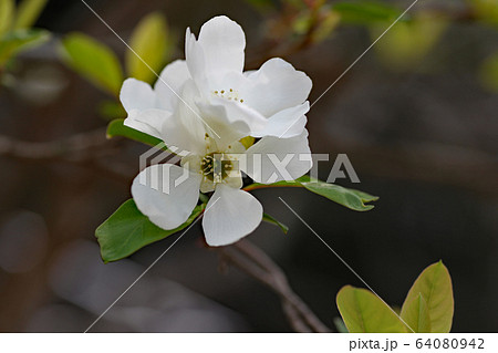 リキュウバイの花 64080942