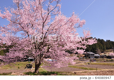 さくら 64080947