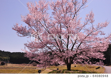 さくら 64080948