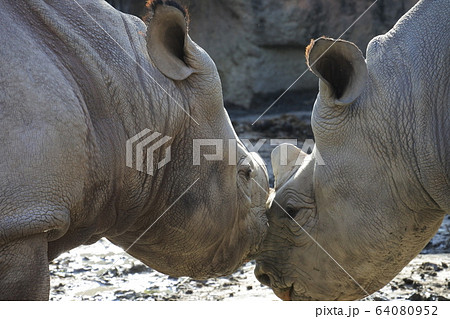 クロサイの仲良しカップル 64080952