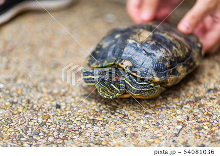 Red Eared Terrapin - Trachemys scripta elegans. Red Eared Terrapin - Trachemys scripta elegans. 64081036