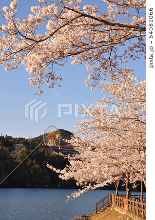恵那峡の桜 64081066