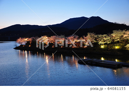 恵那峡桜のライトアップ 64081155