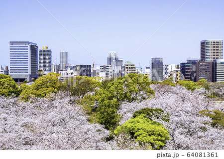 桜満開の舞鶴公園 福岡 桜満開の舞鶴公園 福岡 64081361