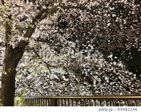 夜桜 64082246
