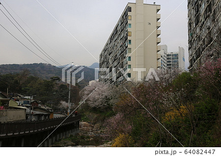 路地 レンギョウ 松 64082447