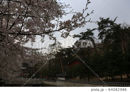 松 カラー 路地 64082986