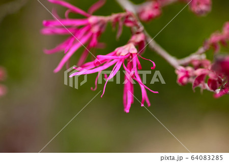 ベニバナトキワマンサク 64083285