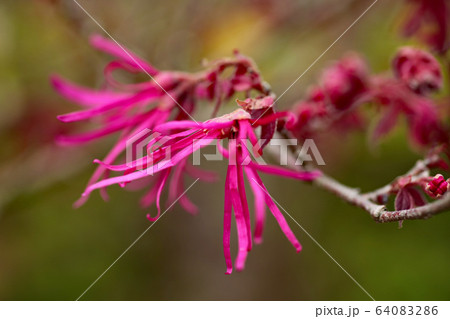 ベニバナトキワマンサク ベニバナトキワマンサク 64083286