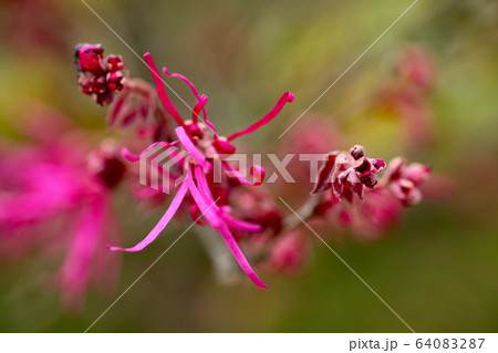 ベニバナトキワマンサク 64083287
