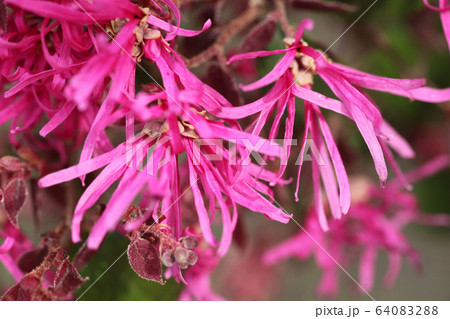 ベニバナトキワマンサク 64083288