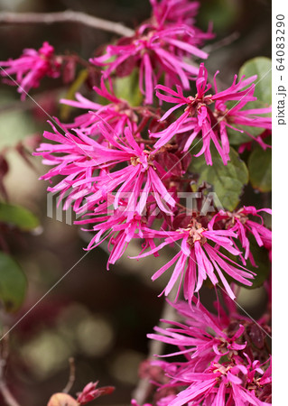 ベニバナトキワマンサク 64083290