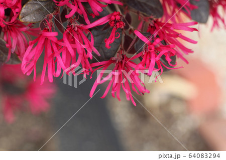 ベニバナトキワマンサク 64083294