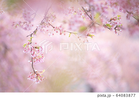 桜 さくら サクラ SAKURA Cherry blossom 春 河津桜 ソメイヨシノ 桜 さくら サクラ SAKURA Cherry blossom 春 河津桜 ソメイヨシノ 64083877