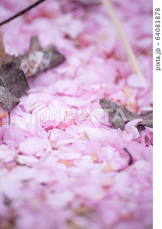 桜 さくら サクラ SAKURA Cherry blossom 春 河津桜 ソメイヨシノ 桜 さくら サクラ SAKURA Cherry blossom 春 河津桜 ソメイヨシノ 64083878