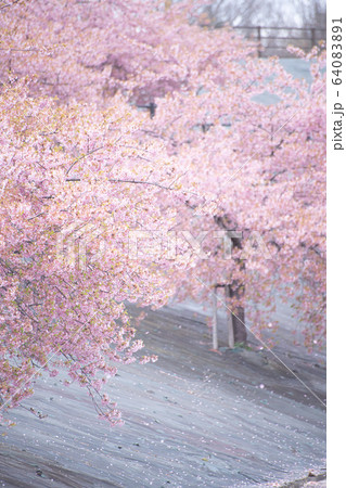 桜 さくら サクラ SAKURA Cherry blossom 春 河津桜 ソメイヨシノ 桜 さくら サクラ SAKURA Cherry blossom 春 河津桜 ソメイヨシノ 64083891