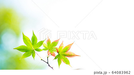 紅葉始め 64083962