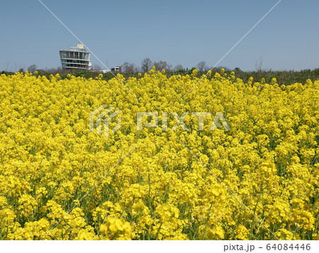 新潟県　福島潟　菜の花咲く風景 64084446