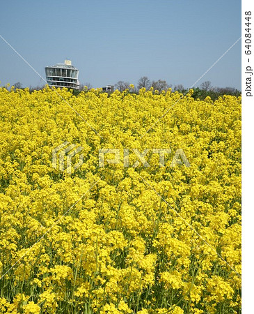 新潟県　福島潟　菜の花咲く風景 64084448