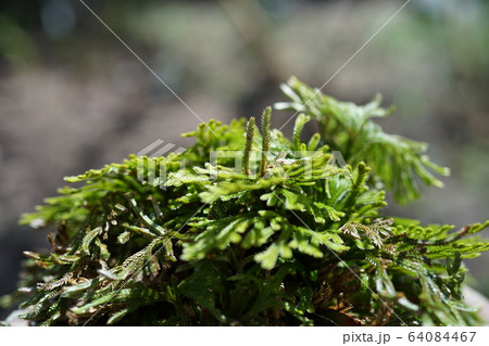 いわひば いわひば 64084467