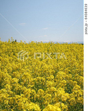 新潟県　福島潟　菜の花咲く風景 64084639