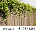 Ivy plant or green vine on a galvanized fence on a blue sky background. 64084804