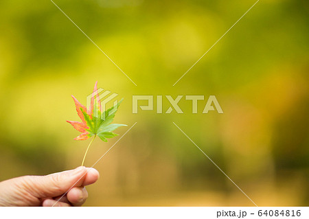 紅葉始め 64084816