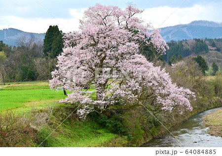 向野のエドヒガン桜 64084885