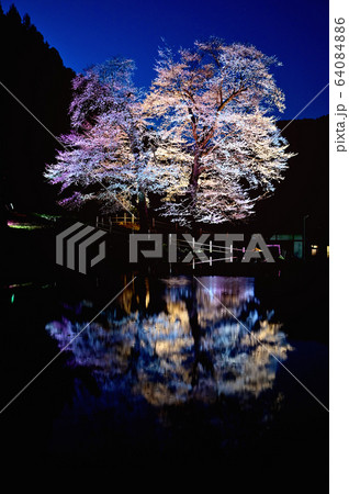 下呂市の苗代桜ライトアップ 64084886