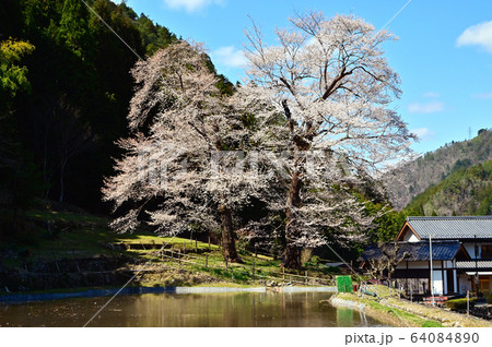 下呂市の苗代桜 64084890